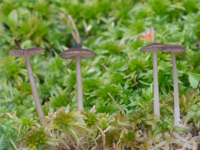 Tephrocybe palustris